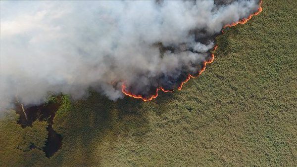 Лесной пожар не тушили и он стал неуправляемым. К чему приведет экологическая катастрофа в Сибири